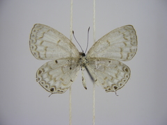 Thermoniphas togara togara