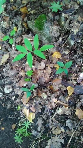 Polygonatum orientale (Polygonatum orientale)