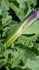 Datura quercifolia