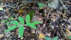 Polygonatum orientale