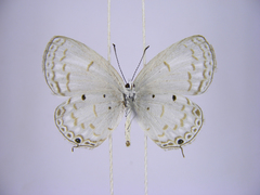 Thermoniphas togara togara