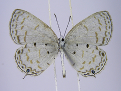 Thermoniphas togara togara