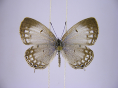 Thermoniphas togara togara