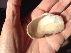 Platyodon cancellatus