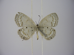 Thermoniphas togara togara