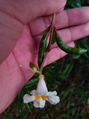 Colea