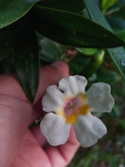 Colea