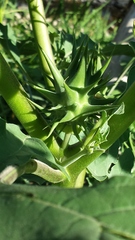 Datura quercifolia
