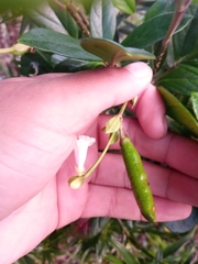 Colea