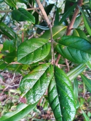 Colea