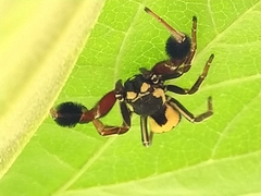 Stegodyphus tibialis