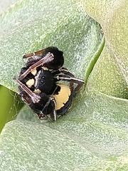 Stegodyphus tibialis