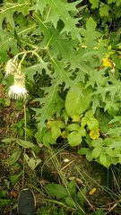 Cirsium chlorocomos