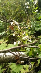 Campanula lactiflora