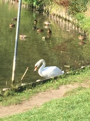 Cygnus olor