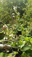 Campanula lactiflora