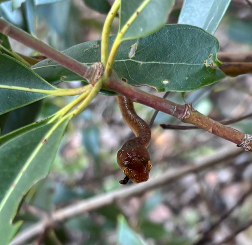Brown Tree Snake sighting