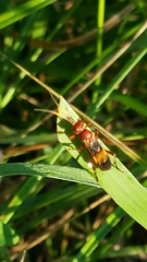 Trogomorpha arrogans