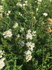 Achillea millefolium