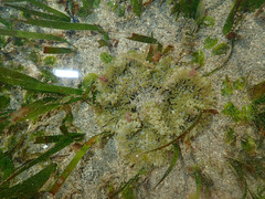 Heteractis aurora