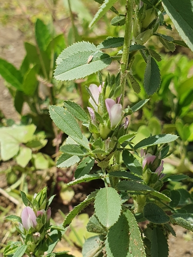 Ononis mitissima (Ononis mitissima)