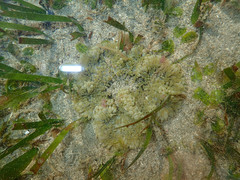 Heteractis aurora