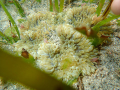 Heteractis aurora