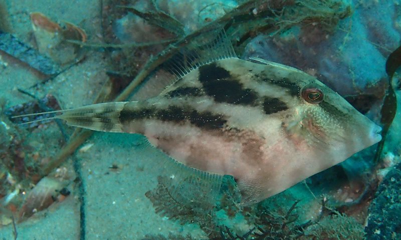 Dusky Leatherjacket