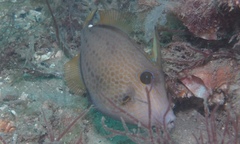 Cantherhines pardalis