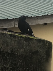 Phoeniculus purpureus