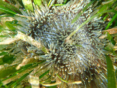 Heteractis aurora