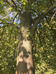 Tilia