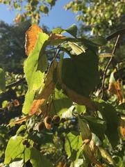 Tilia
