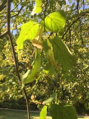 Tilia