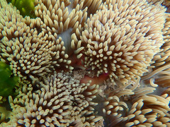 Stichodactyla