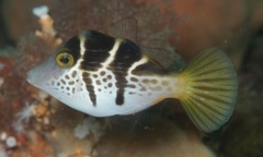 Paraluteres prionurus