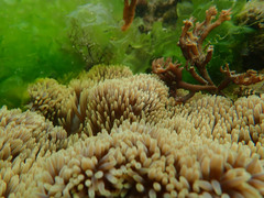 Stichodactyla
