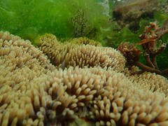 Stichodactyla