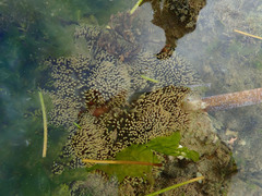 Stichodactyla