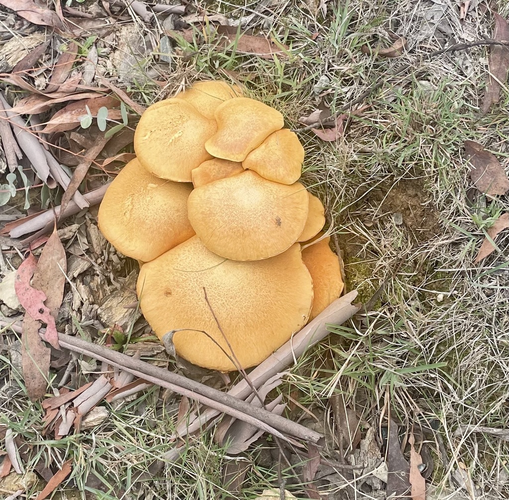 Gymnopilus junonius · April 2025 · photo: © tjeales (iNaturalist, cc-by-nc)