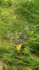 Aconitum nasutum