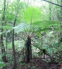 Cyathea costaricensis