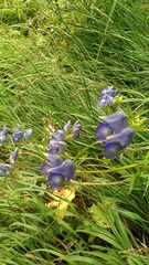 Aconitum nasutum