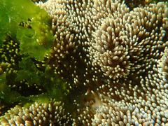 Stichodactyla
