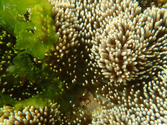 Stichodactyla