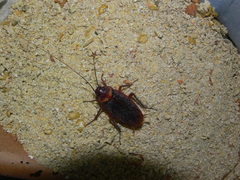 Periplaneta brunnea