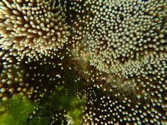 Stichodactyla