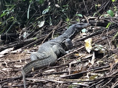 Varanus salvator salvator