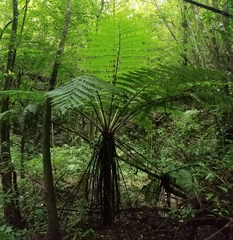 Cyathea costaricensis
