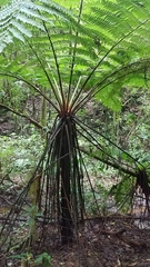 Cyathea costaricensis